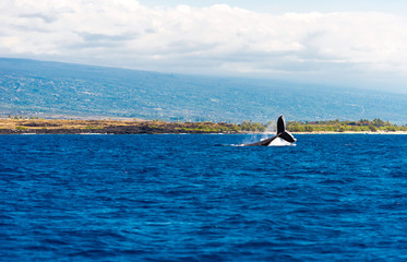 Naklejka premium Whale jumps out of the water, Hawaii, USA. Copy space for text.
