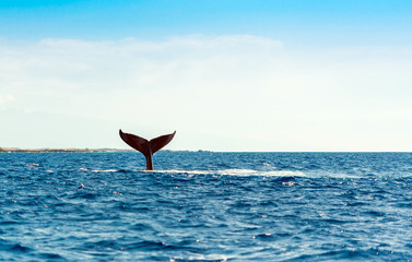 Obraz premium Whale wyskakuje z wody, Hawaje, USA. Skopiuj miejsce na tekst.
