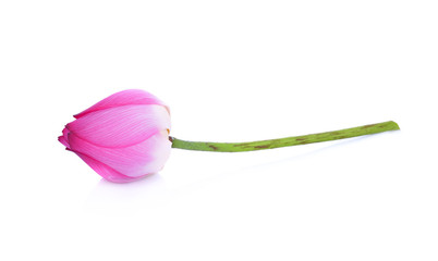 Lotus flower isolated on white background.