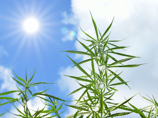 Marijuana plants at outdoor cannabis farm field