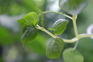 Pepper elder, Peperomia pellucida, Central of Thailand