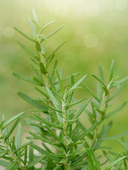 Rosemary