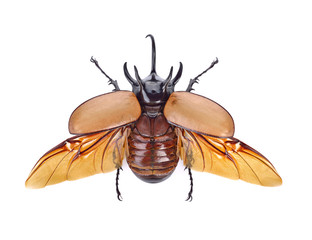 Rhinoceros beetle, Rhino beetle, Hercules beetle, Unicorn beetle