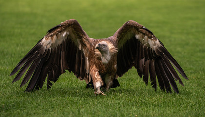 Griffon vulture bird close up