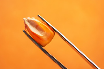 Scientist examining quality of harvested corn seed kernels
