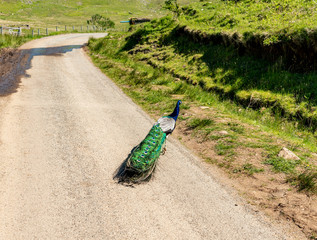 Obraz premium peacock on path in garden