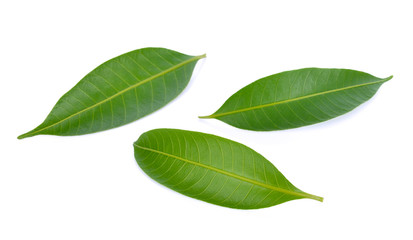 Mango leaf  isolated on white background