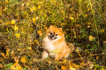 Naklejka na ściany i meble Portrait of ginger Pomeranian dog on a autumnal nature background.