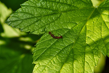 Ant on a leaf of currant/Currant bush. An ant crawls on a leaf of currant. Nature, macro, close-up. Russia, Moscow region, Shatura