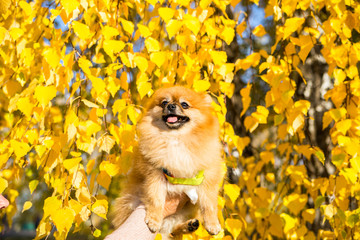 Portrait of ginger Pomeranian dog on a autumnal nature background.