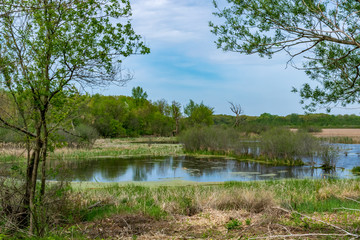Wetland Pond