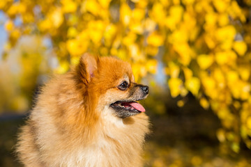 Portrait of ginger Pomeranian dog on a autumnal nature background.