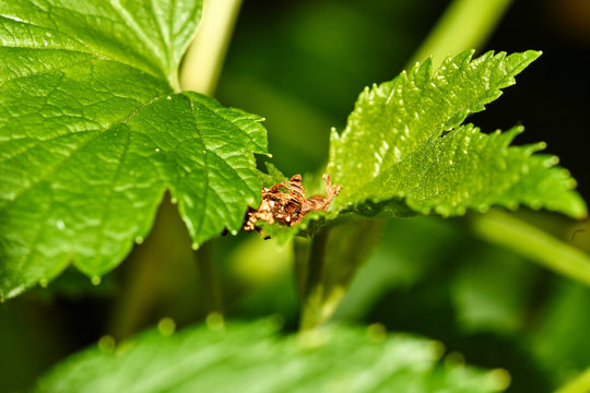 Ant on a leaf of currant/Currant bush. An ant crawls on a leaf of currant. Nature, macro, close-up. Russia, Moscow region, Shatura