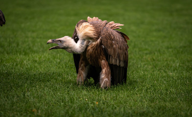 Griffon vulture bird close up