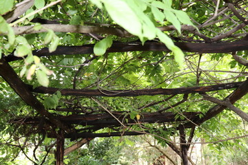 Trellis