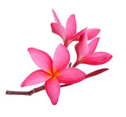 Frangipani flower  on white background.
