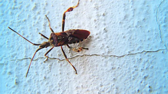 Brown Bug on a White Wall &ndash; Triatominae Bug, Closeup, detail.