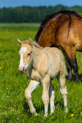 Obraz premium Horses on the farm in the summer.