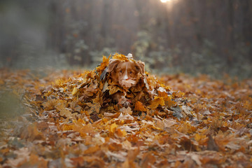dog lies in the autumn leaves. Pet in the park. Nova Scotia Duck Tolling Retriever in nature
