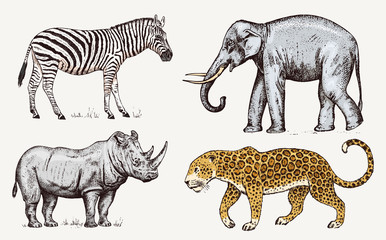 Obraz premium Set of African animals. Rhinoceros Elephant Leopard. Engraved hand drawn Vintage old monochrome safari sketch. Vector illustration.