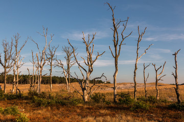 Tote Bäume in den Dünen