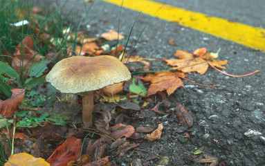 Mushroom and yellowed leaves near asphalt road on the ground