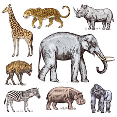 Set of African animals. Rhinoceros Elephant Giraffe Hippopotamus Leopard Hyena Western gorilla Wild zebra. Engraved hand drawn Vintage old monochrome safari sketch. Vector illustration.