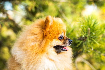 Portrait of ginger Pomeranian dog on a nature background.