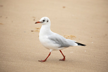 Sea gull walking on beach