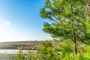 Spruce on the background of the river and autumn forest