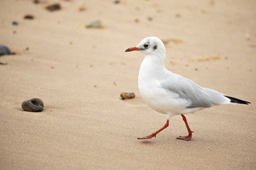 Sea gull walking on beach