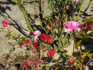 Fototapeta na wymiar Bright rose flowers