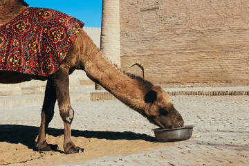 Camel in Uzbekistan drinks water