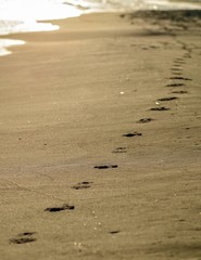 Fototapeta na wymiar ślady stóp na piasku na plaży