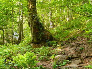 Höllbachgspreng, bewaldetes Felsmassiv unterhalb des Grossen Falkenstein, Bayerischer Wald, Deutschland
