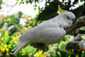 White Sulphur-crested cockatoo resting on branch in green foliage background