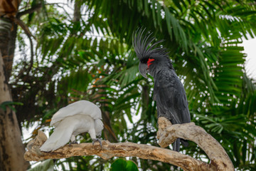 Black palm cockatoo and white Sulphur-crested cockatoo sitting on the branch