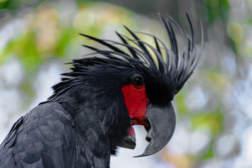 Black palm cockatoo with red cheek in green and blurred tropical forest background