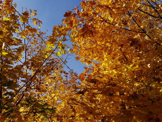 Fototapeta na wymiar Autumn colors