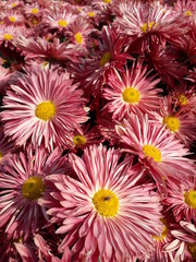 bouquet chrysanthemum