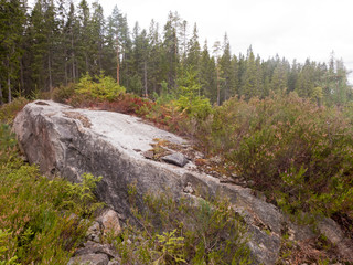 Waldgebiet in Norwegen an der Grenze zu Schweden