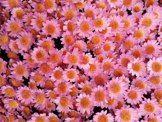 Carpet of flowers