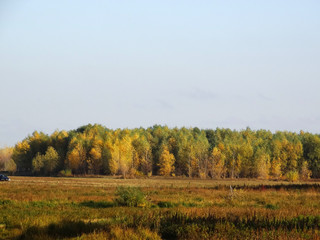 Forest in autumn