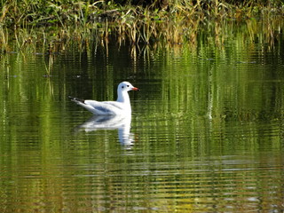 Seagull on the river