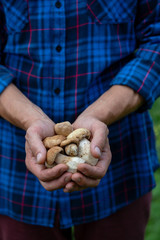 Boletus mushrooms in hands