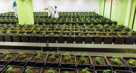 Cannabis Stecklinge werden in CBD Indoor Anlage gepflegt