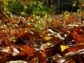Leaf litter