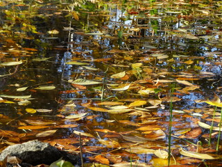 Leaf litter