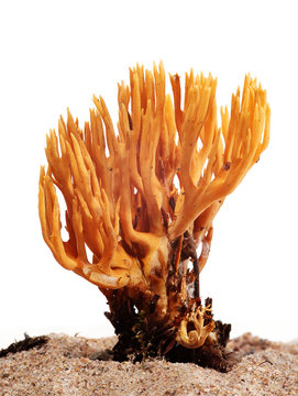Calocera viscosa on white background, fungi, isolated, closeup