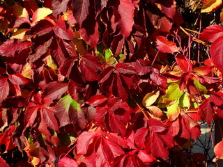 Red ivy leaves